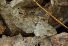 Mimikri, avagy a természet egész éves halloweenja