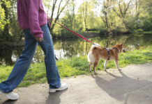 Ne nullázd le magad, vállalj 15 kutyasétáltatást!