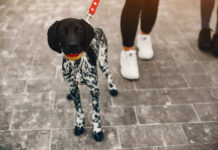 Ne nullázd le magad, vállalj 15 kutyasétáltatást!