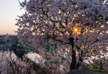 Virágba borul az ország – tavaszi fesztiválok és programok mindenütt