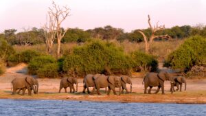 Botswana (kép forrása: Pixabay)